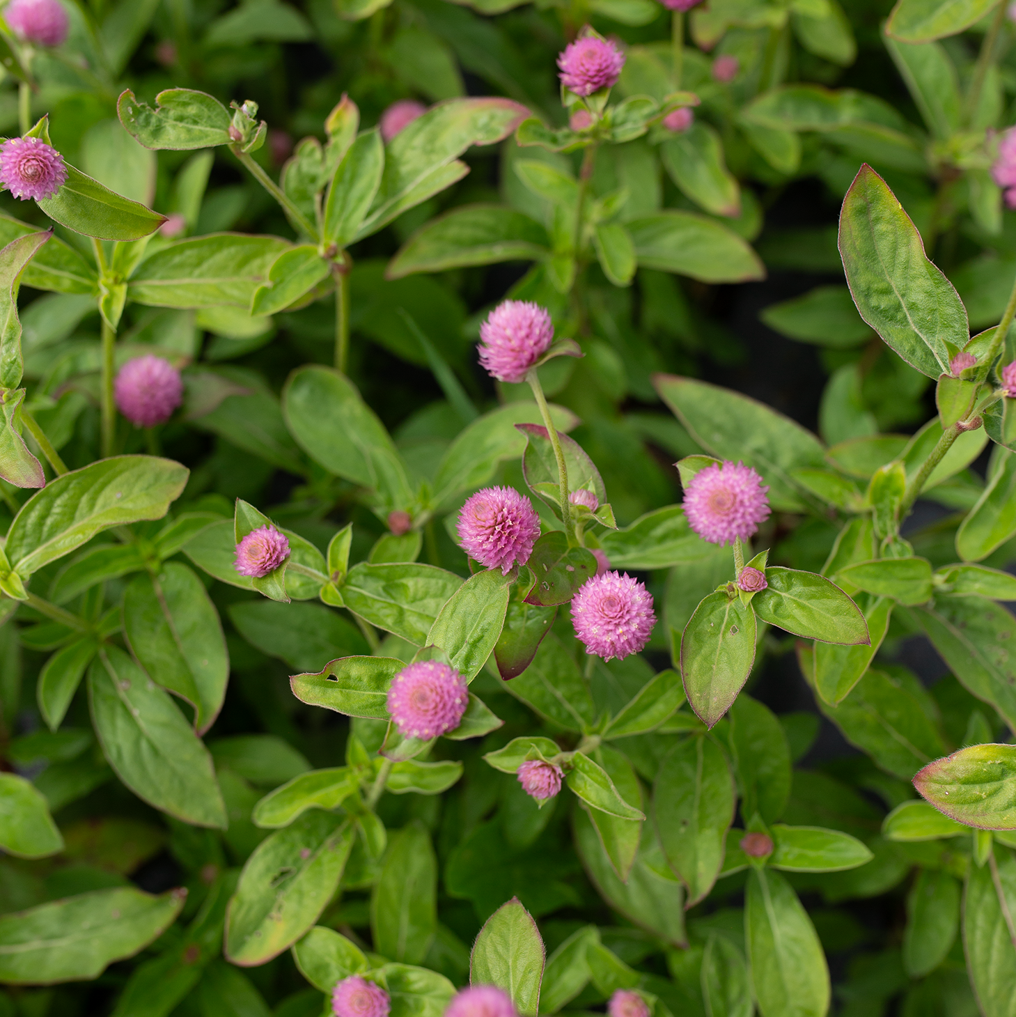 Gomphrena 'Lady Lavender'