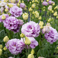 Lisianthus 'Grape'