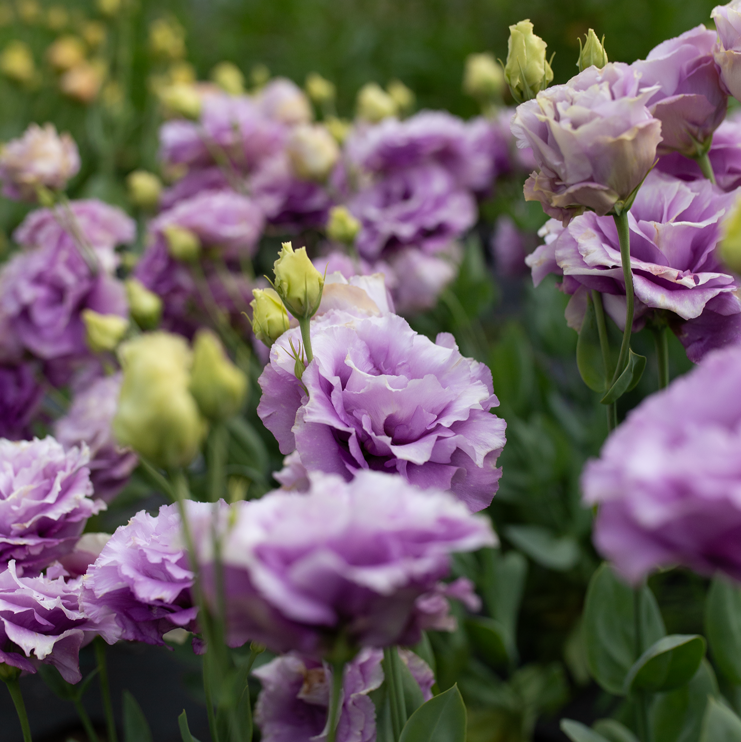 Lisianthus 'Grape'