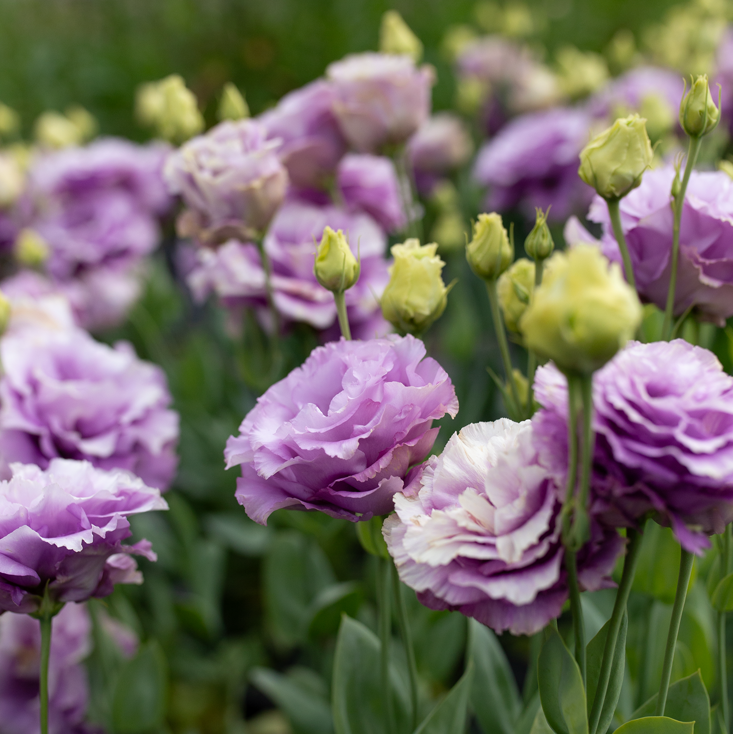 Lisianthus 'Grape'