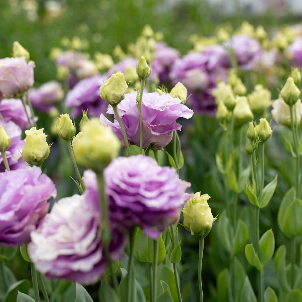 Lisianthus 'Grape'