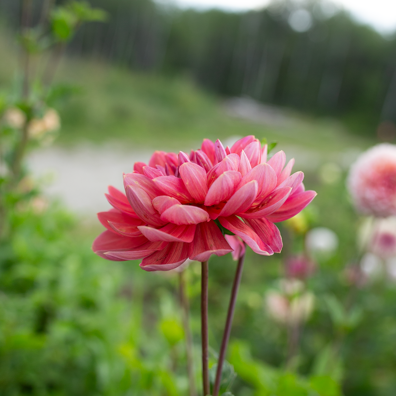 Dahlia' Hollyhill Daydream'