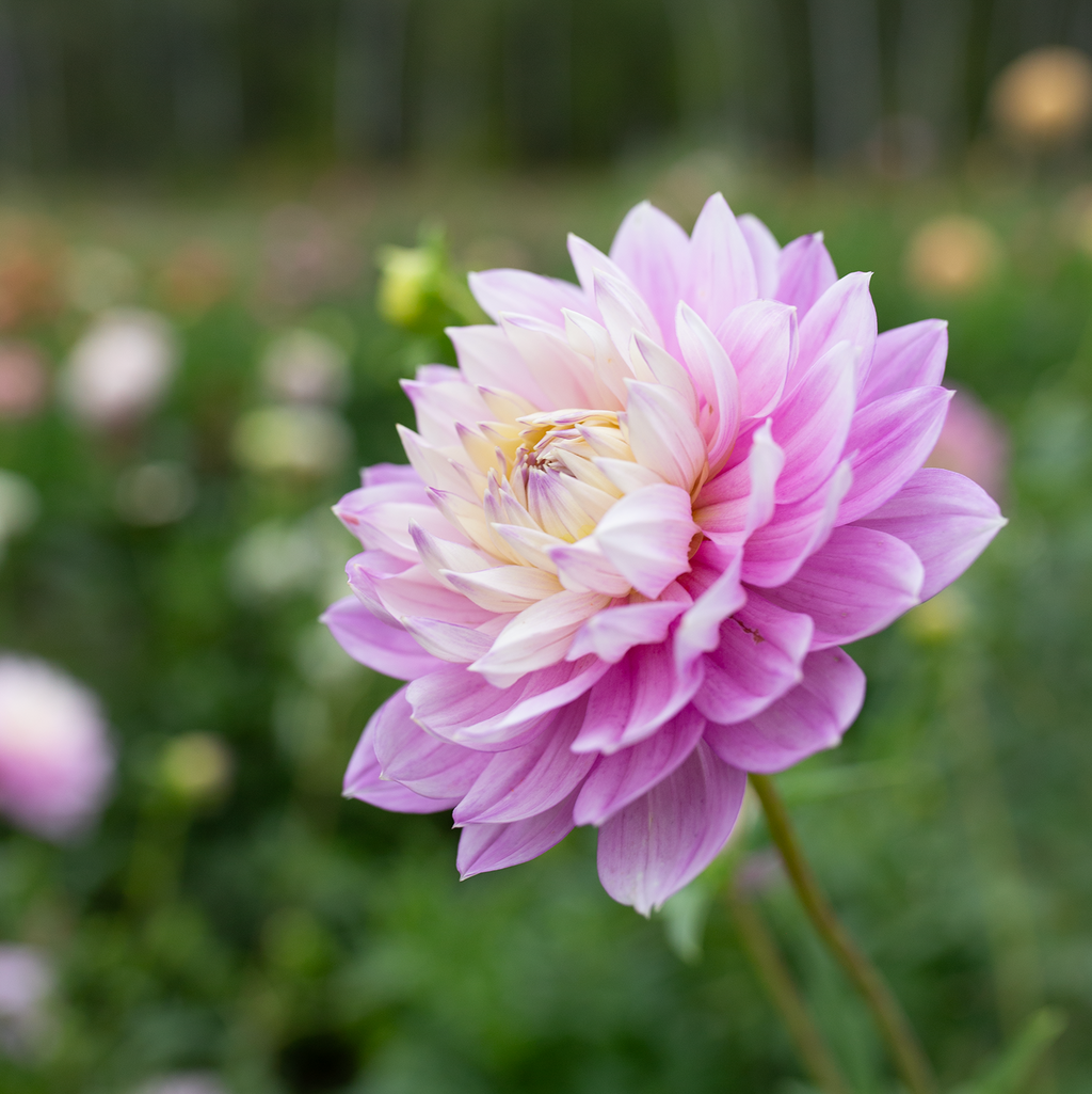 Dahlia 'Hollyhill Leda'