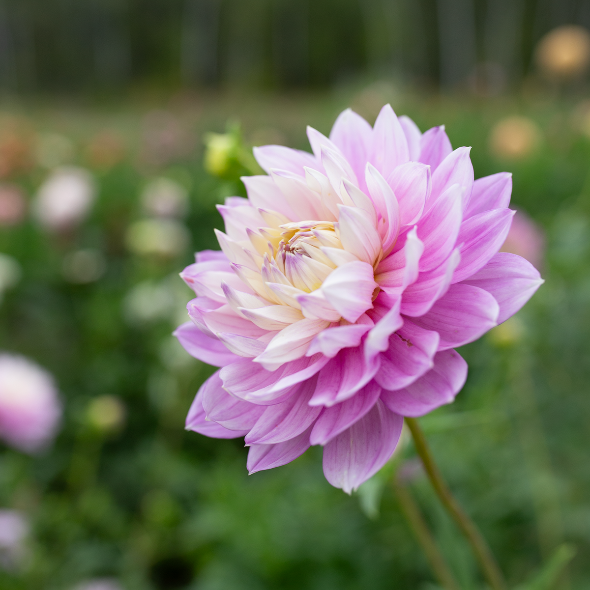 Dahlia 'Hollyhill Leda'