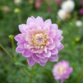 Dahlia 'Hollyhill Leda'