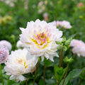 Dahlia 'Hollyhill Lilibet'