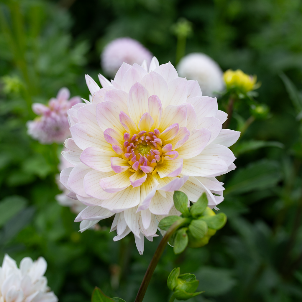 Dahlia 'Hollyhill Lilibet'