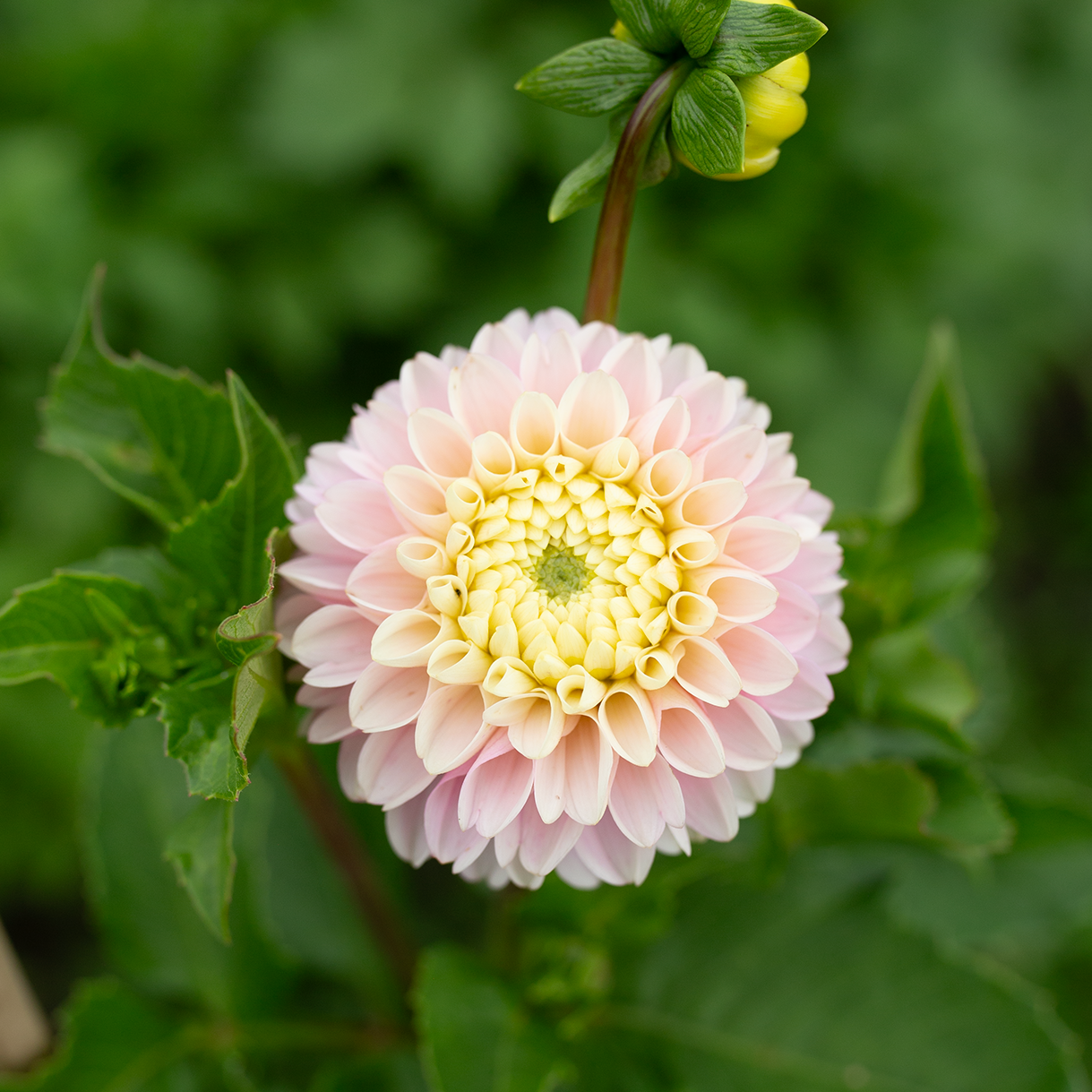 Dahlia 'HH Pollyanna'