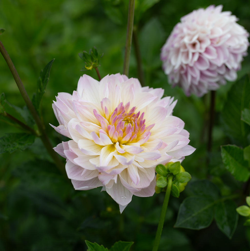 Dahlia 'Hollyhill Lilibet'