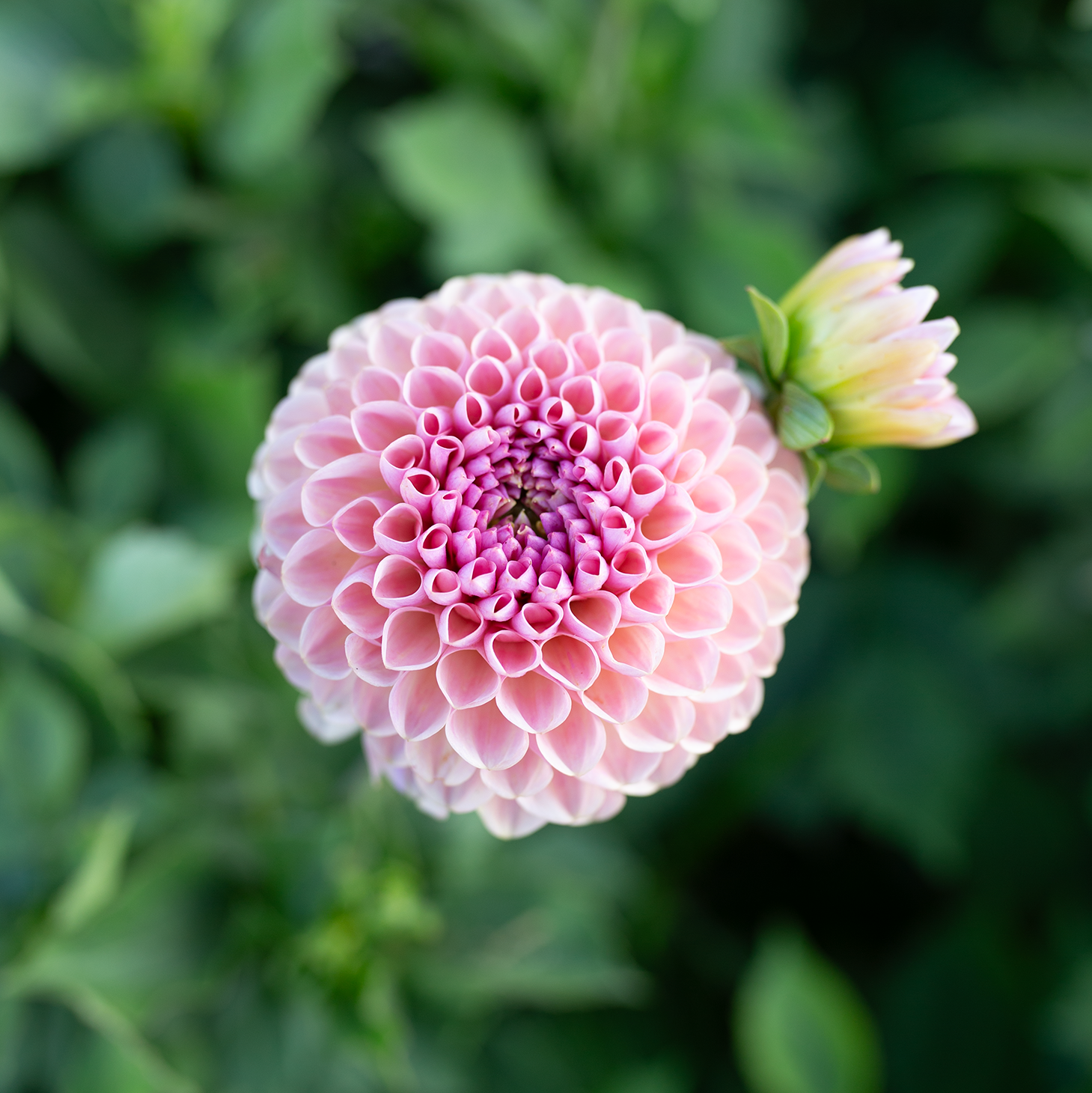 Dahlia 'Hamari Rose'