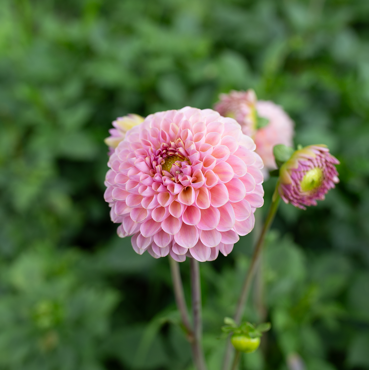 Dahlia 'Hamari Rose'