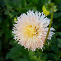 Dahlia 'Hapet Champagne'