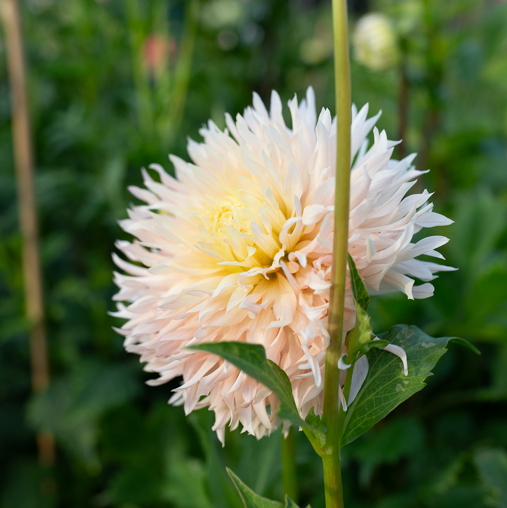 Dahlia 'Hapet Champagne'