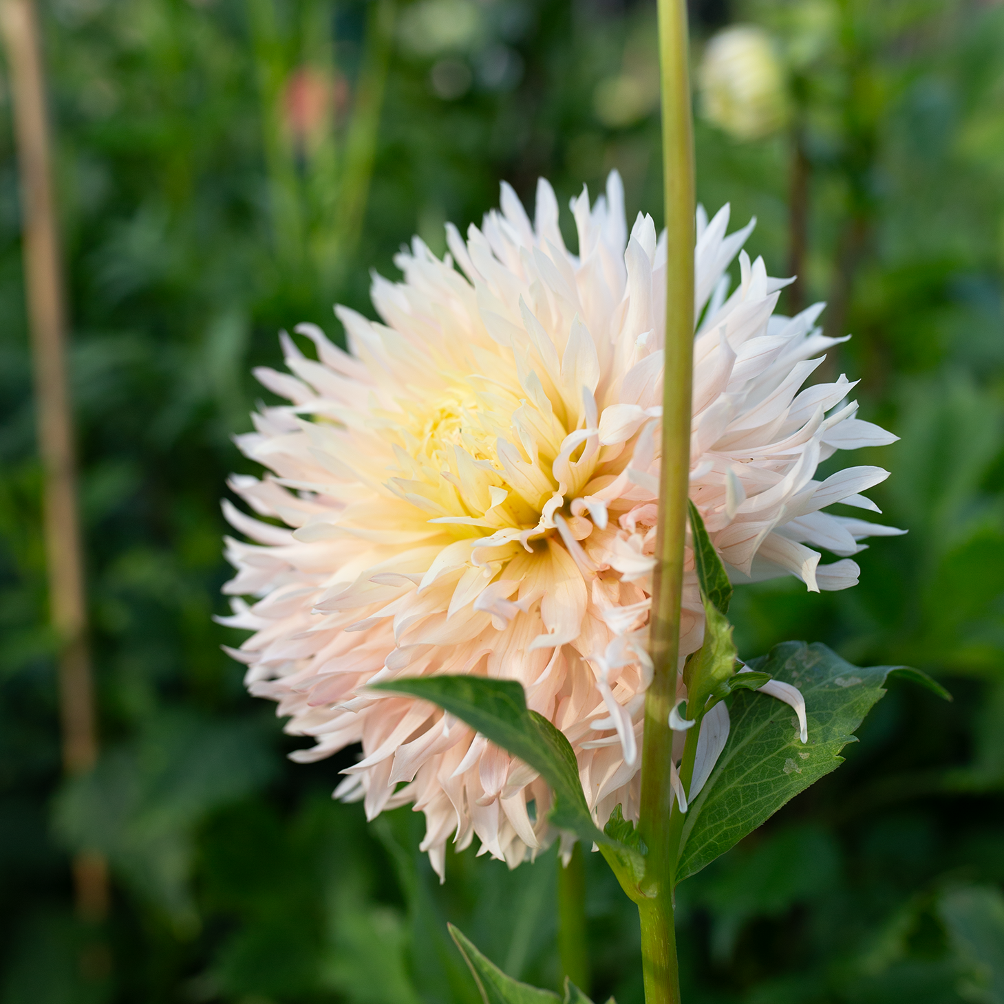Dahlia 'Hapet Champagne'