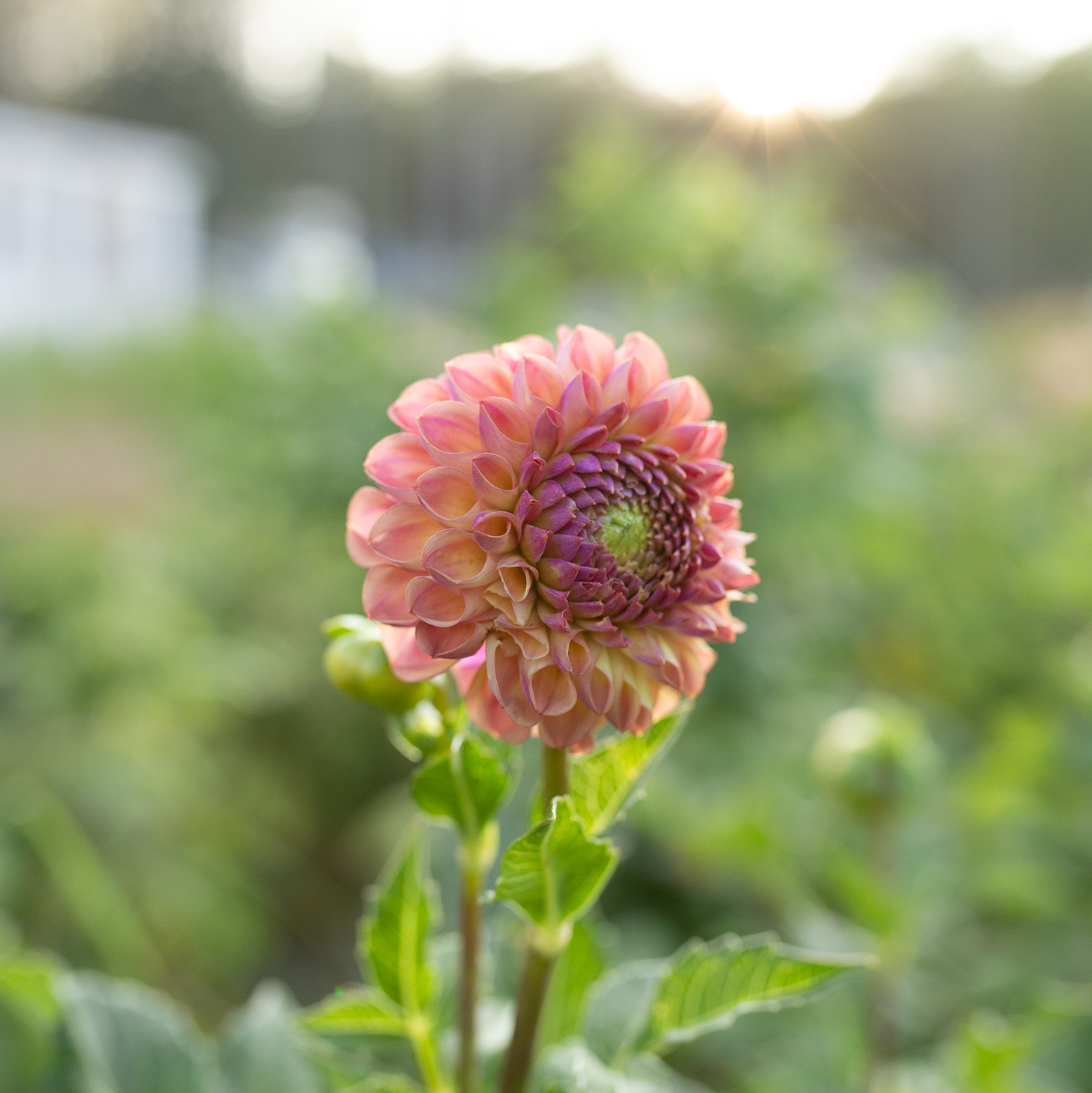 Dahlia 'Hapet Coppery'