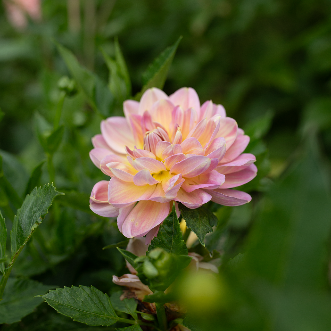 Dahlia 'Hapet Old Charm'