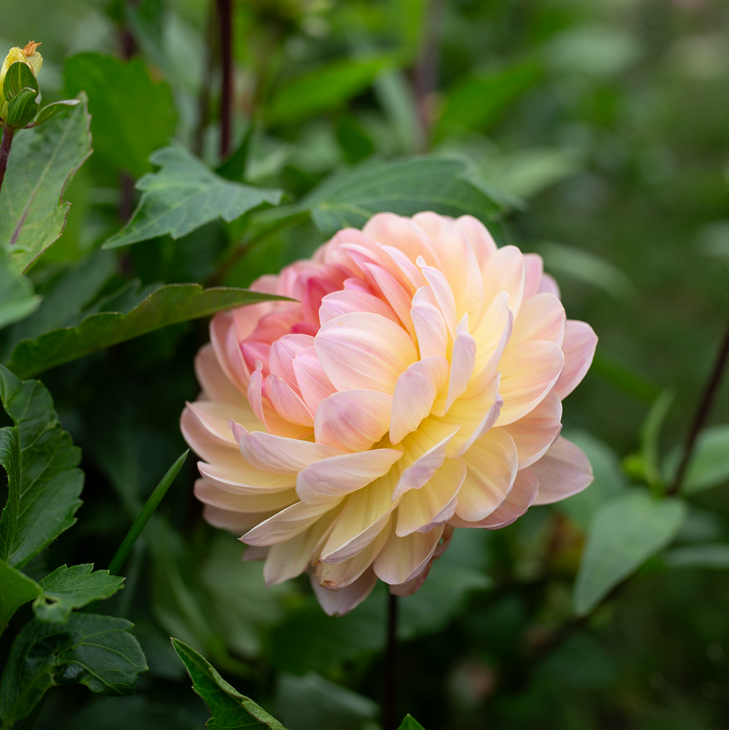 Dahlia 'Hapet Old Charm'