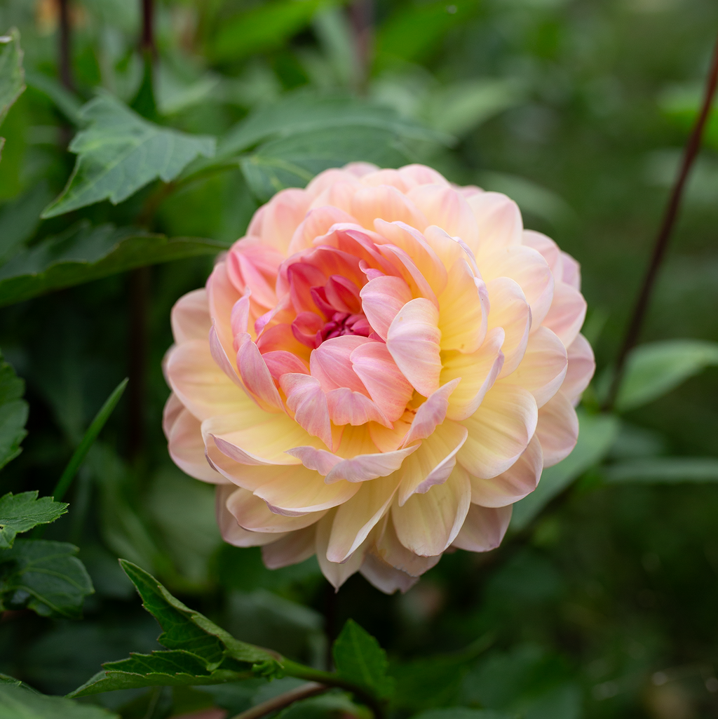 Dahlia 'Hapet Old Charm'