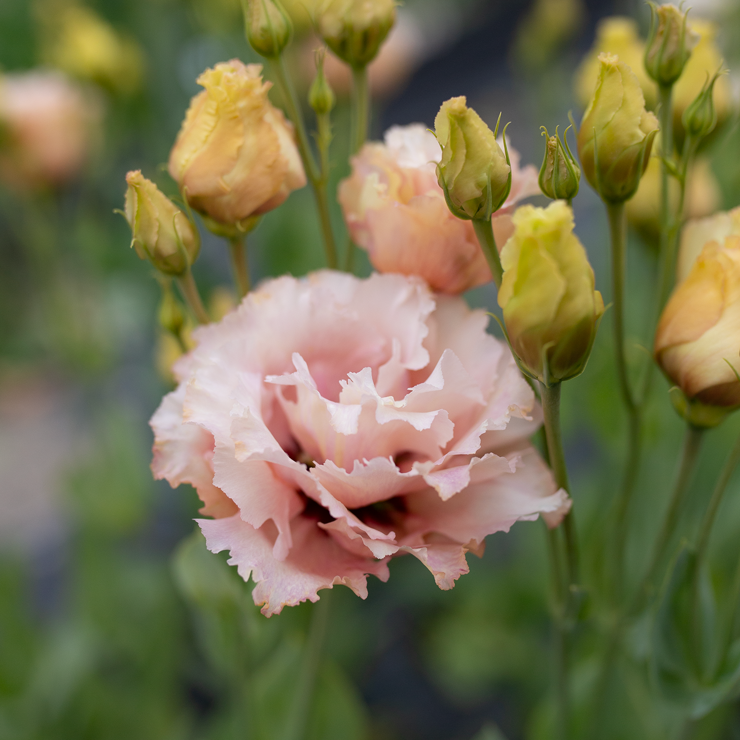 Lisianthus 'Honey Pink'