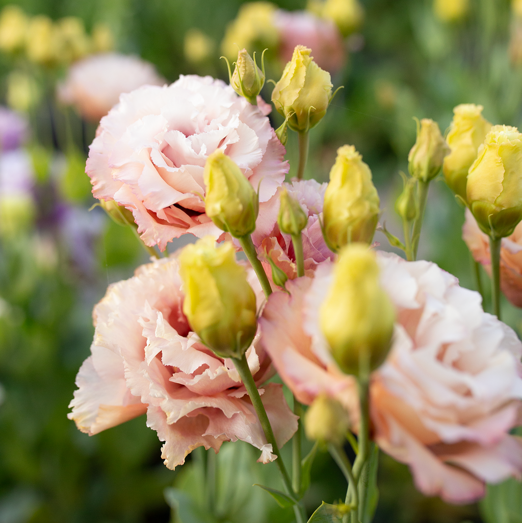 Lisianthus 'Honey Pink'
