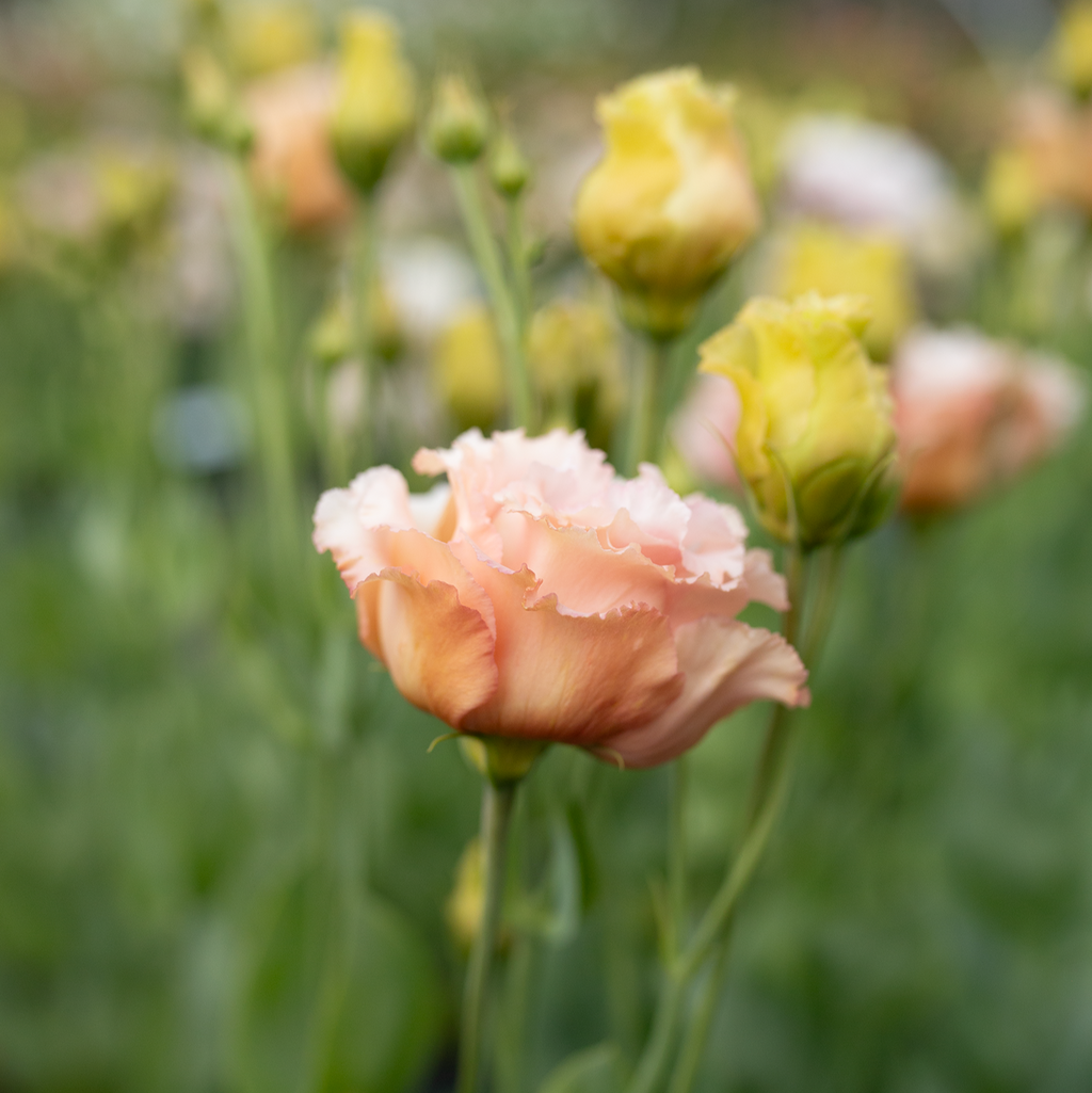 Lisianthus 'Honey Pink'