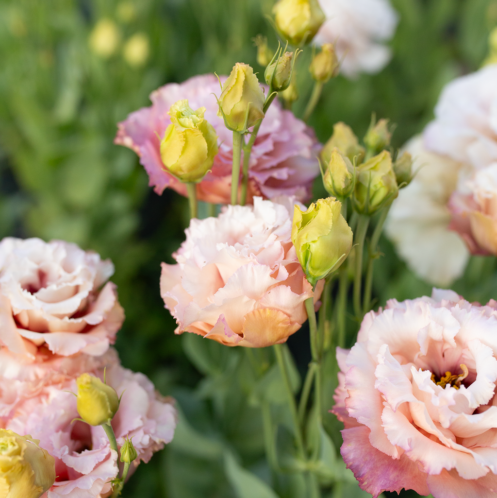 Lisianthus 'Honey Pink'