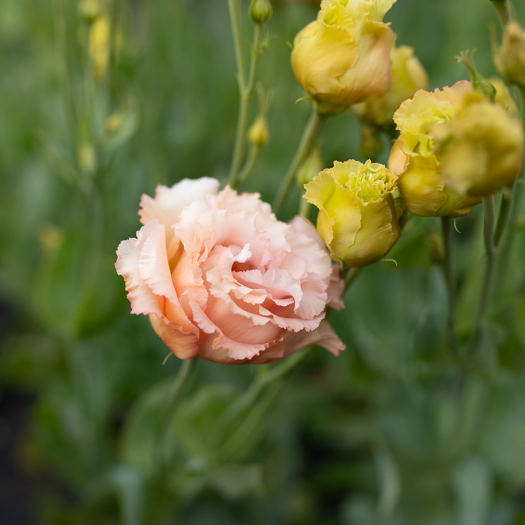 Lisianthus 'Honey Pink'