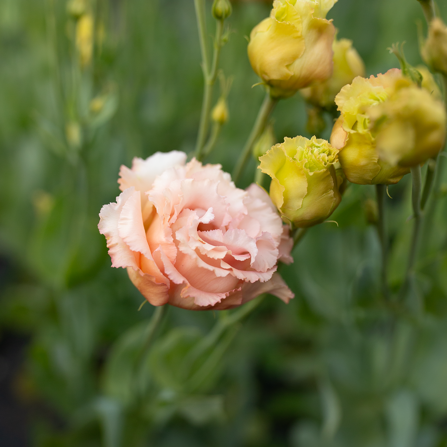 Lisianthus 'Honey Pink'