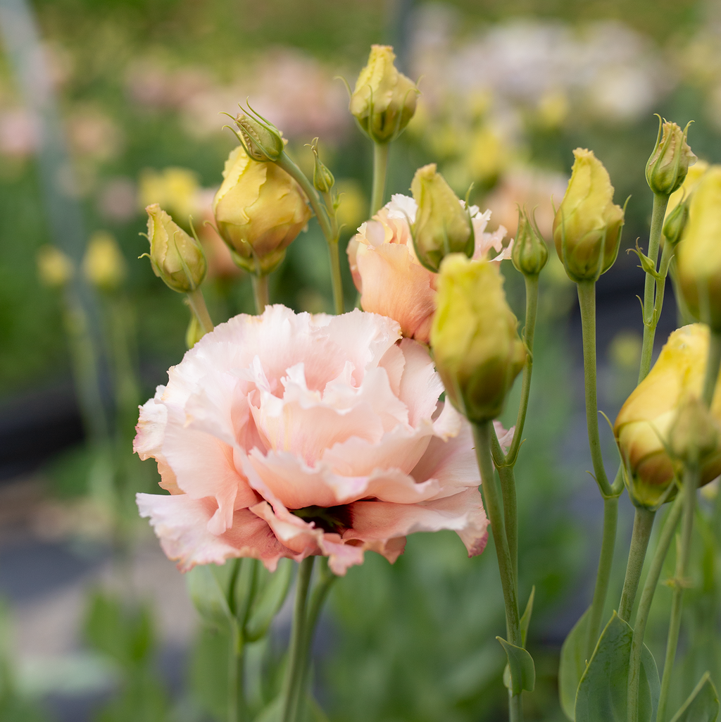 Lisianthus 'Honey Pink'