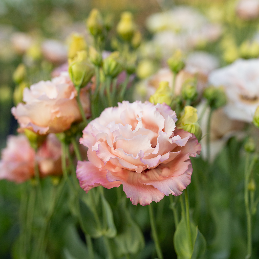 Lisianthus 'Honey Pink'