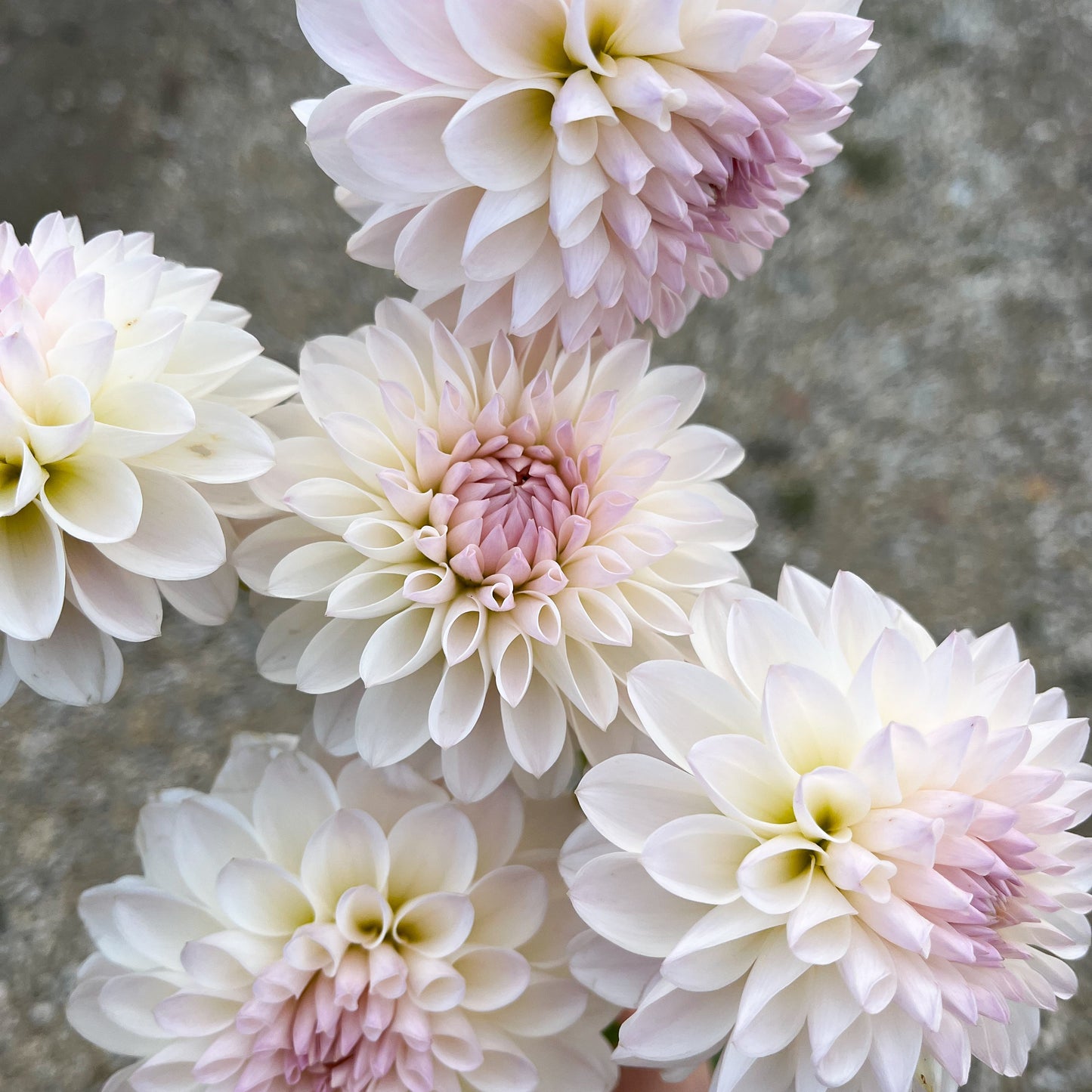 Dahlia 'Tahoma Stellar Feller'