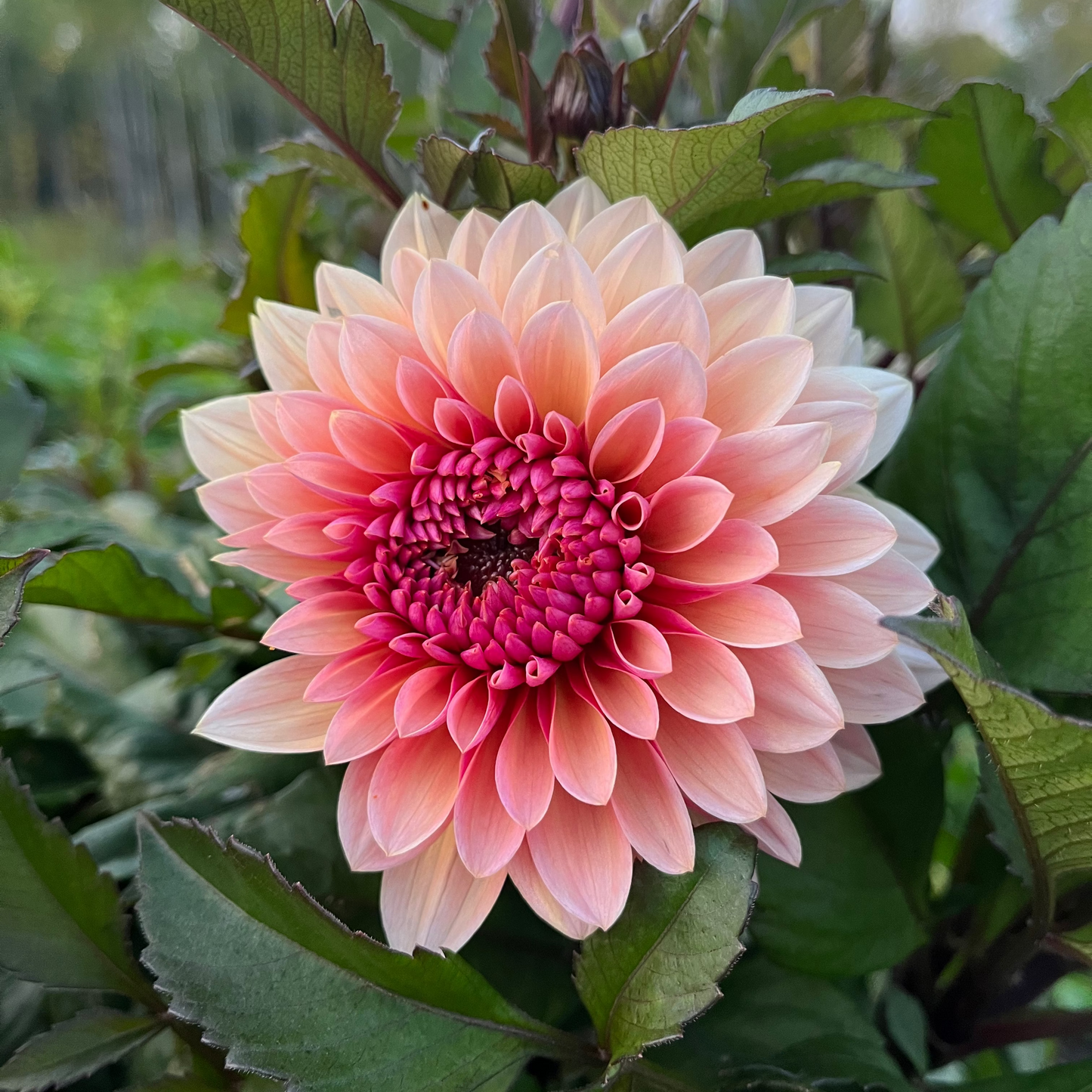 Dahlia 'Sweet Sanne'