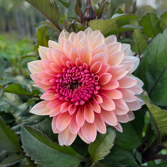 Dahlia 'Sweet Sanne'