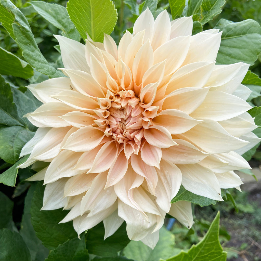 Dahlia 'Café au Lait'
