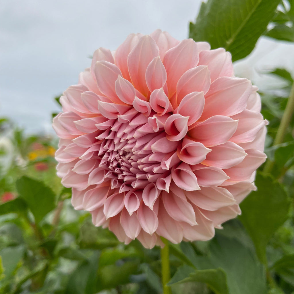 Dahlia 'Peaches n' Cream'