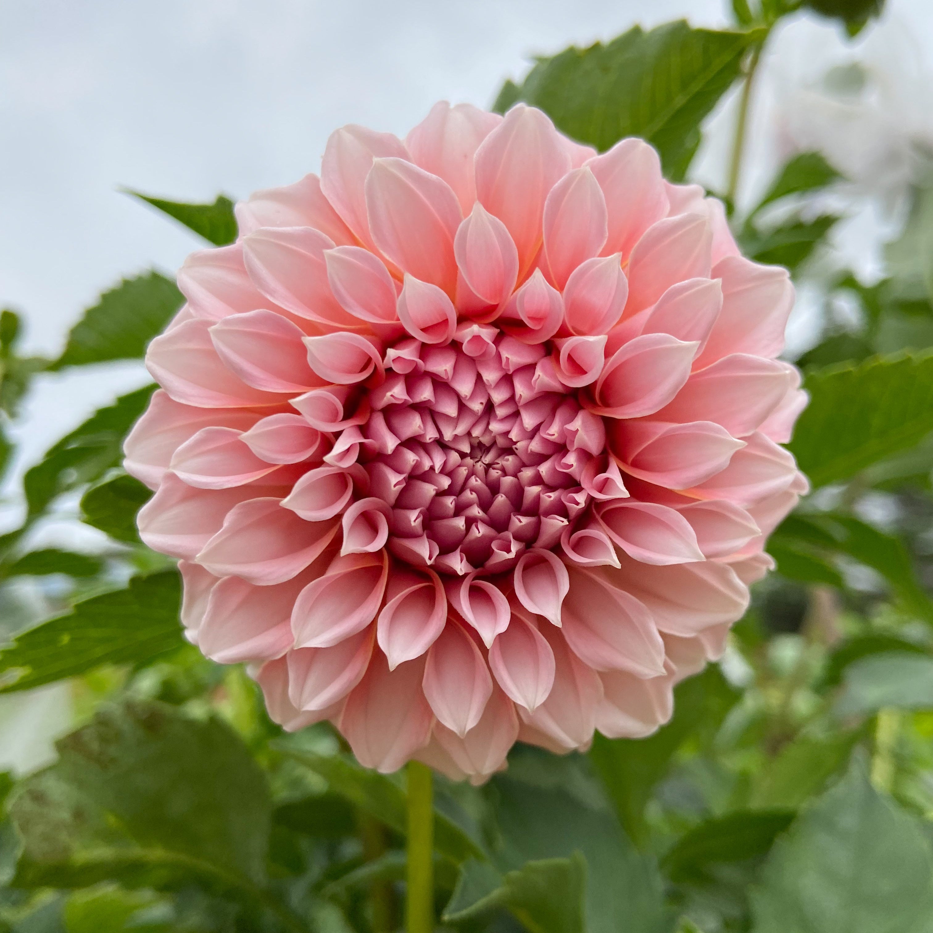 Dahlia Peaches n' Cream – Fleurelle Flower Farm