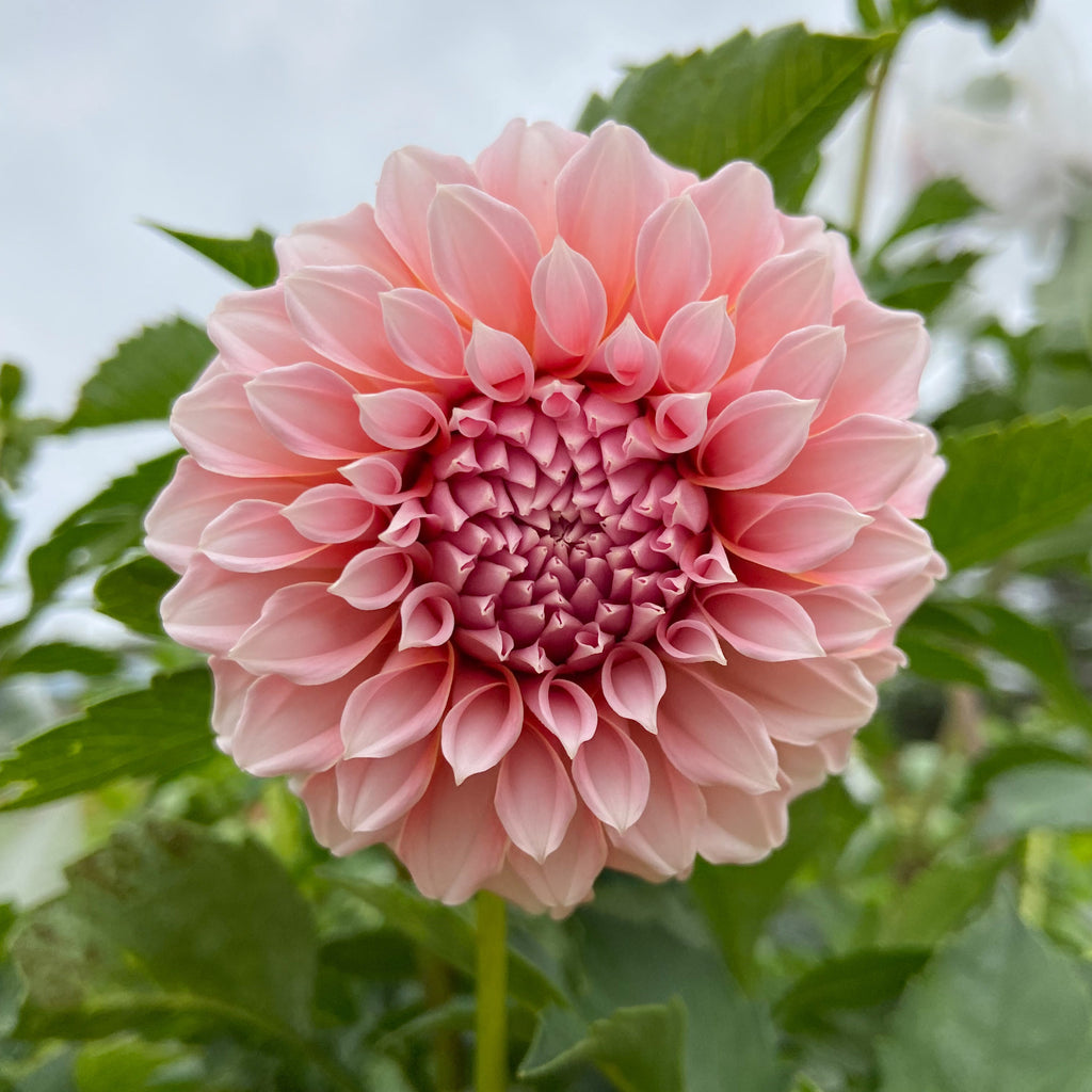 Dahlia 'Peaches n' Cream'