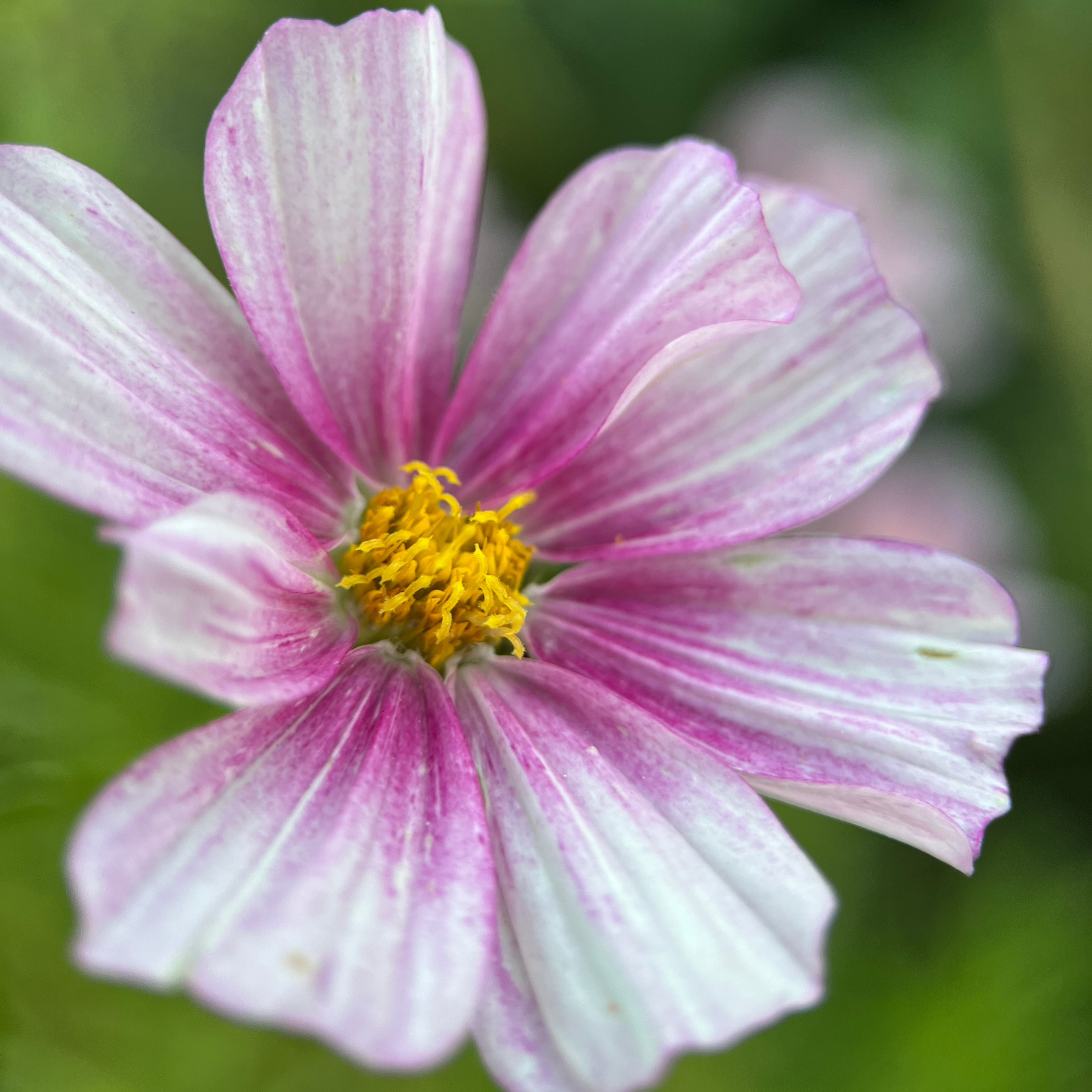 Cosmos 'Fleurelle's Field Blend'
