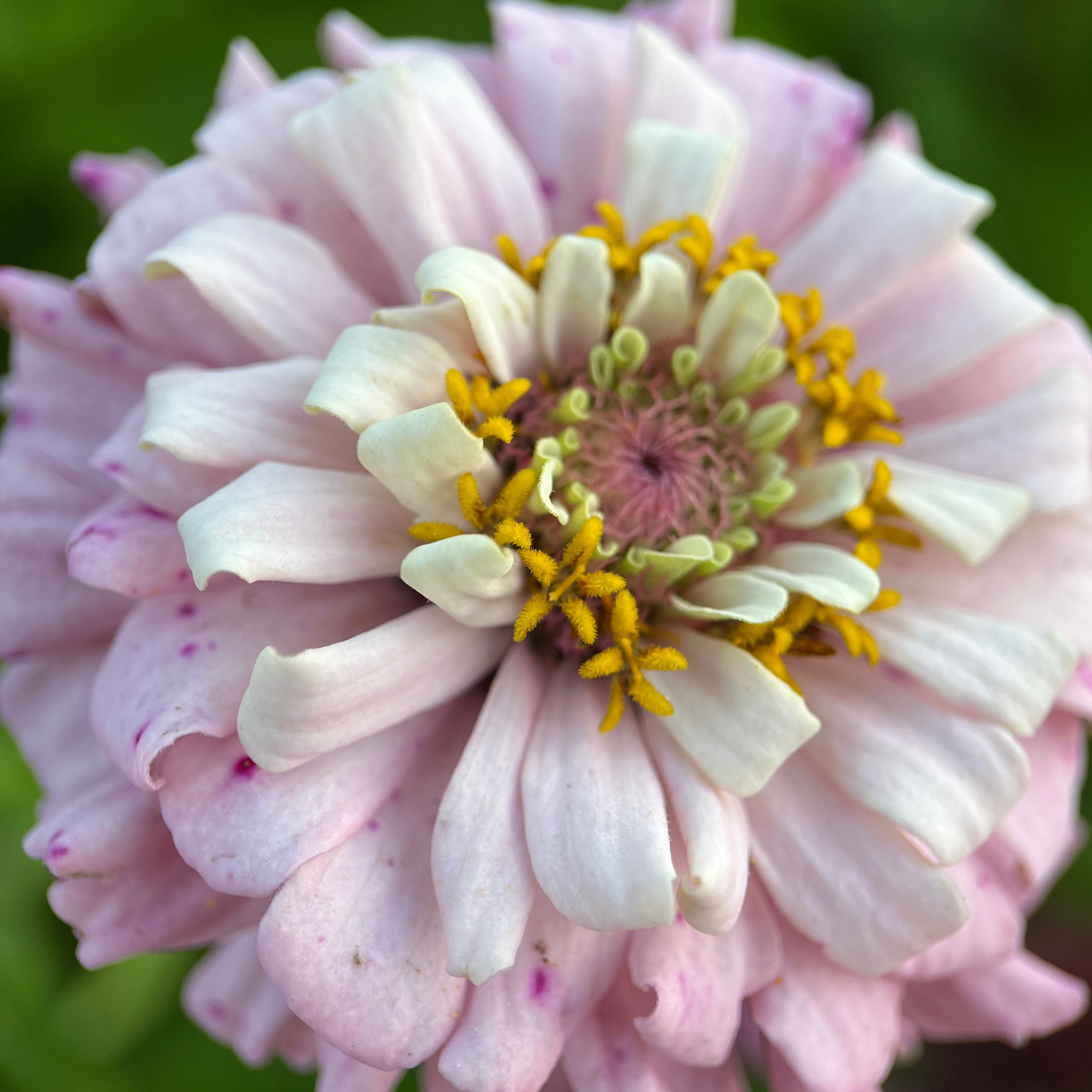 Zinnia 'Ballet Blush'