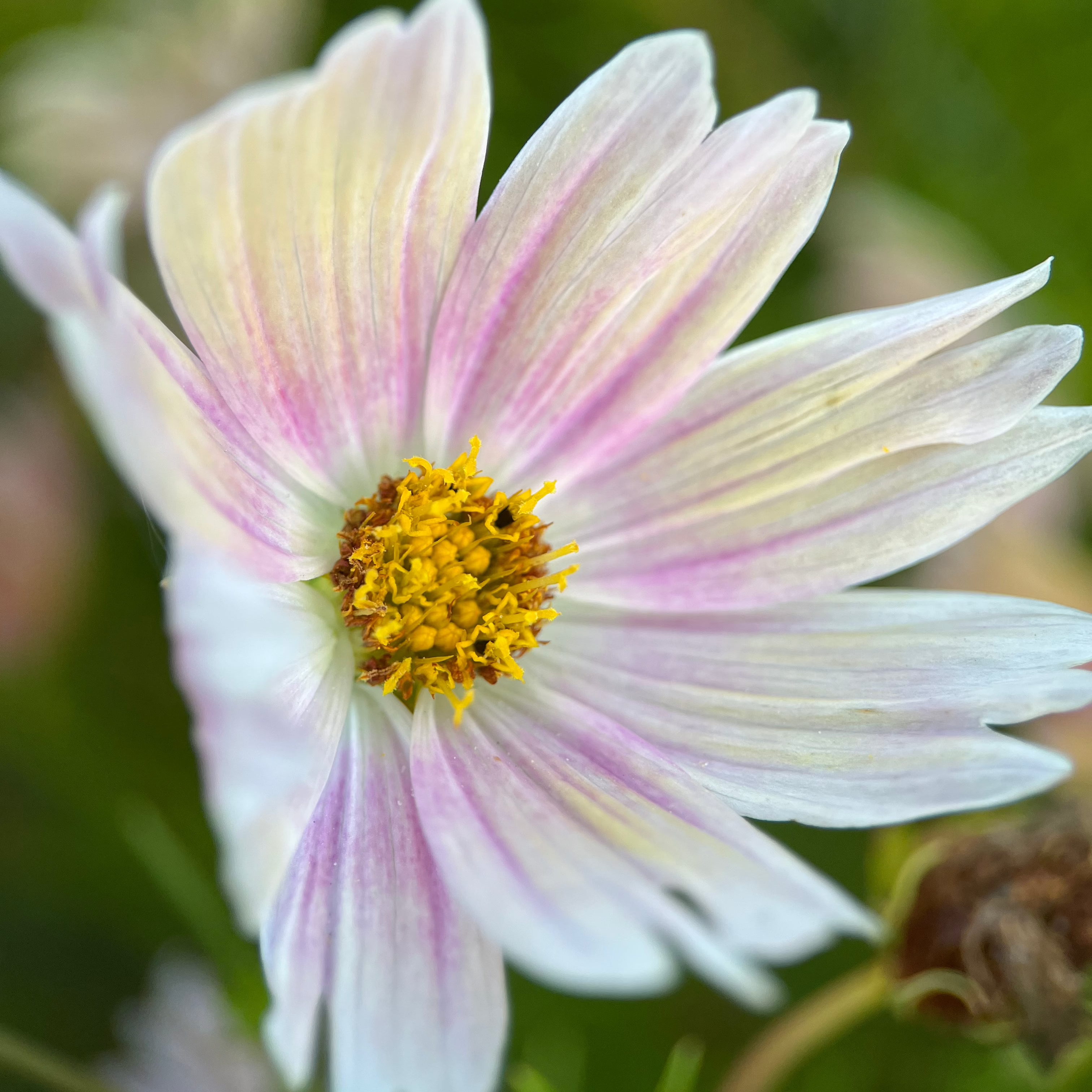 Cosmos 'Fleurelle's Field Blend'
