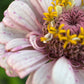 Zinnia 'Ballet Blush'