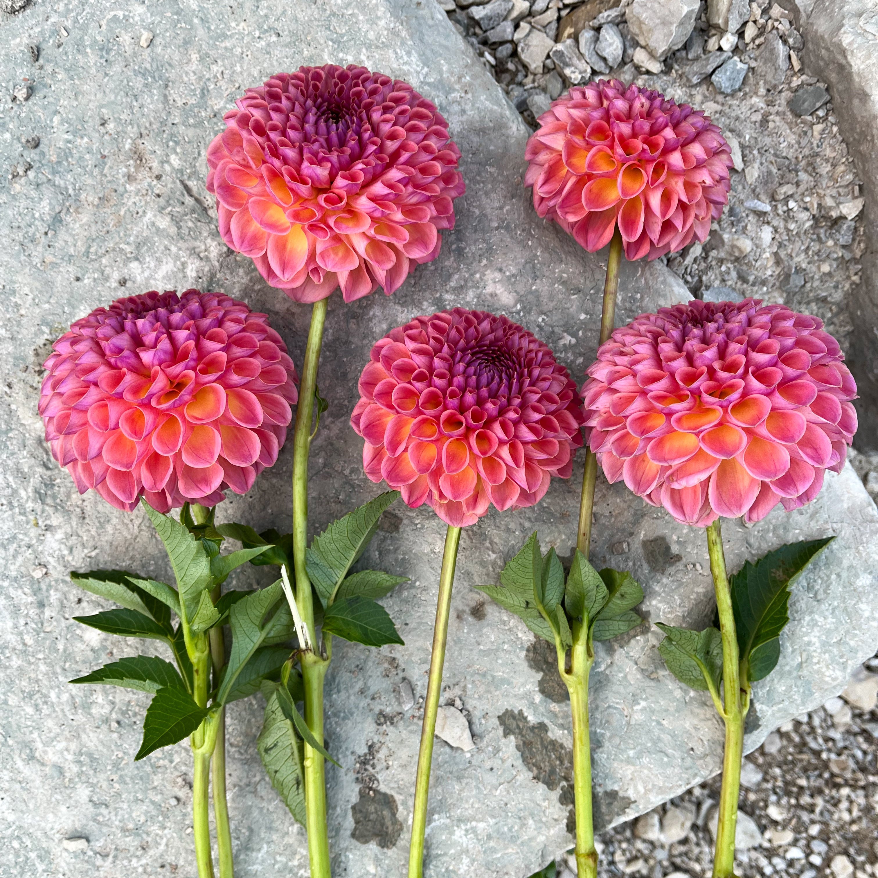 Dahlia 'Jowey Winnie'