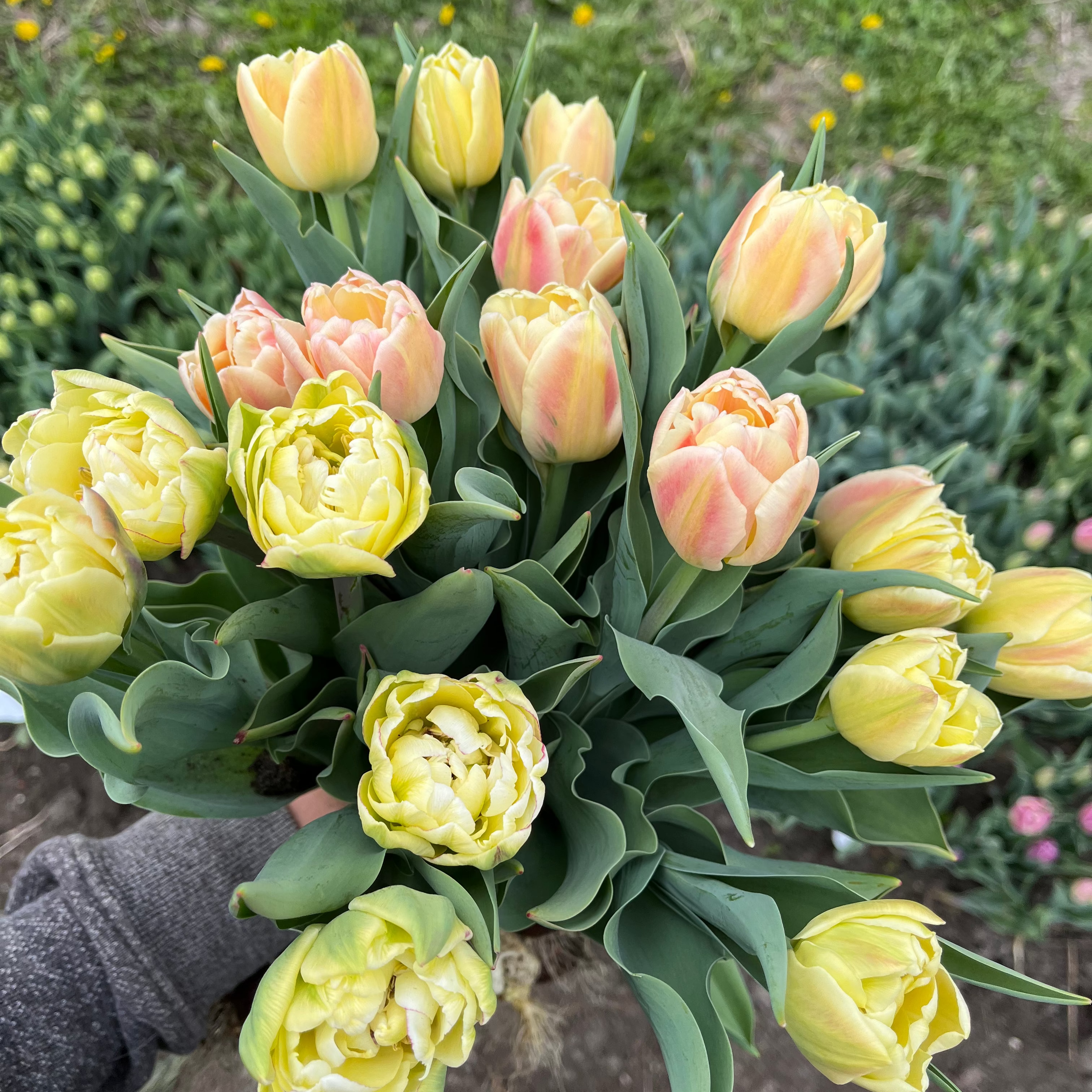 Tulip Bulb Collection