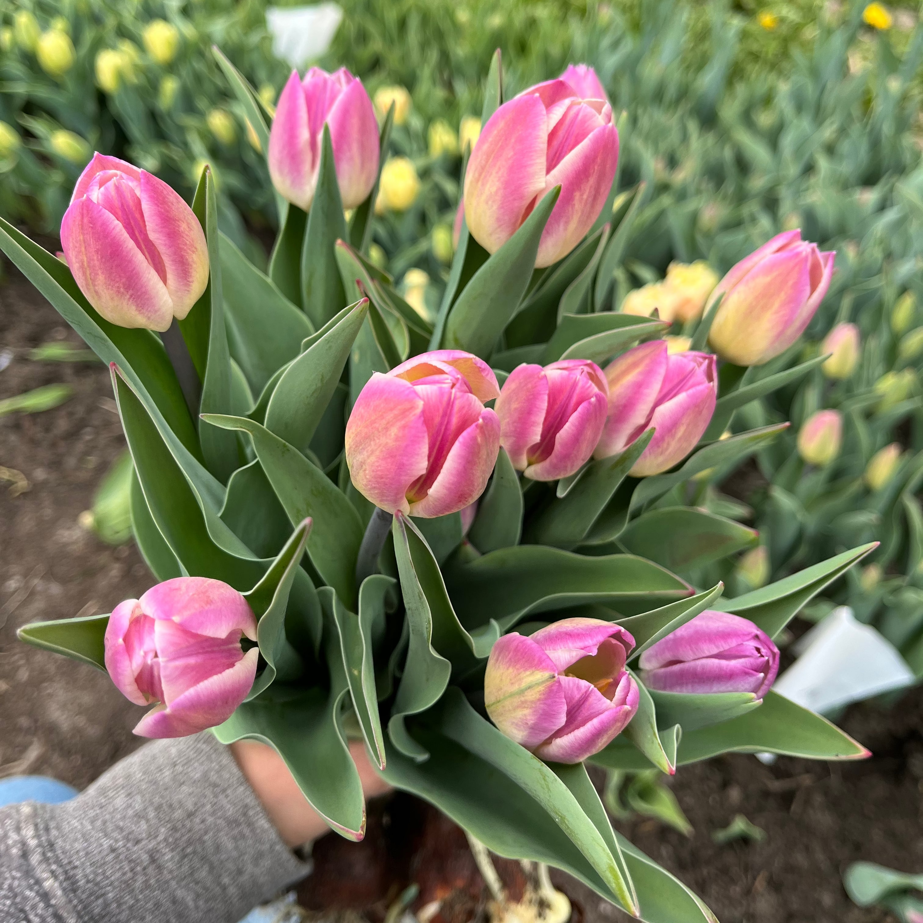 Tulip Bulb Collection