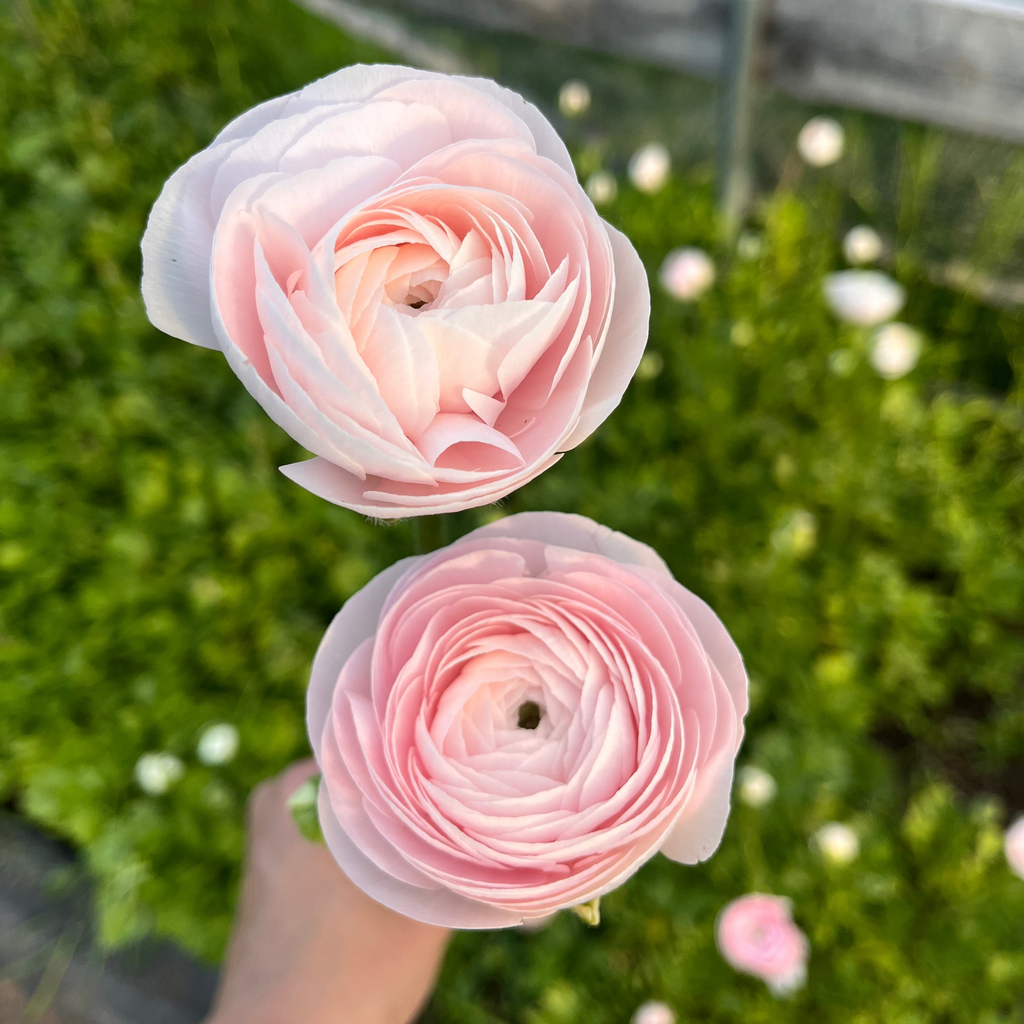 Ranunculus 'Chamallow'