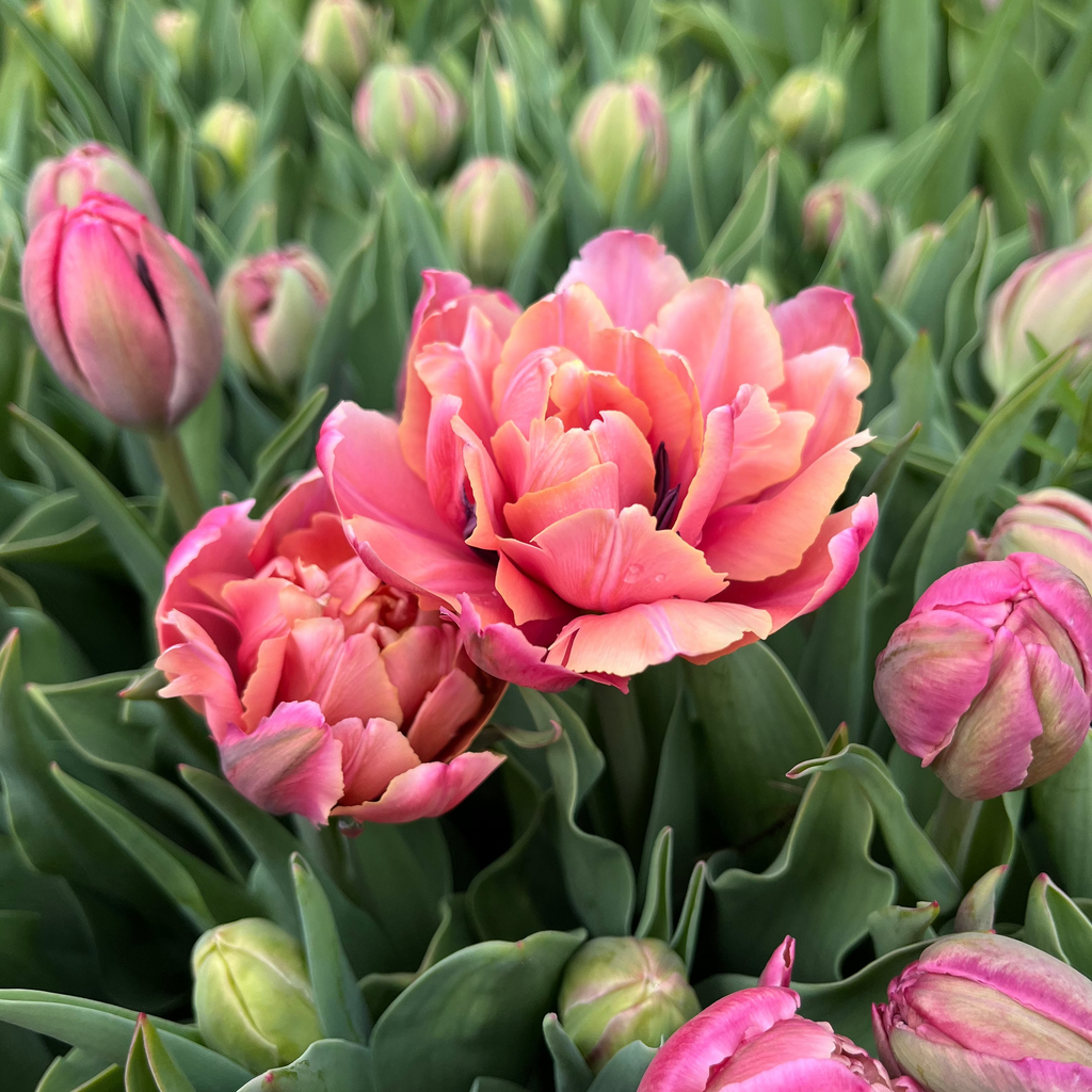 Tulip Bulb Collection