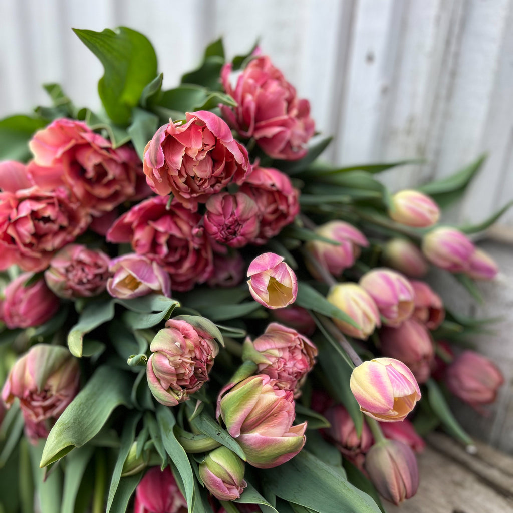 Bouquet Subscription TULIPS