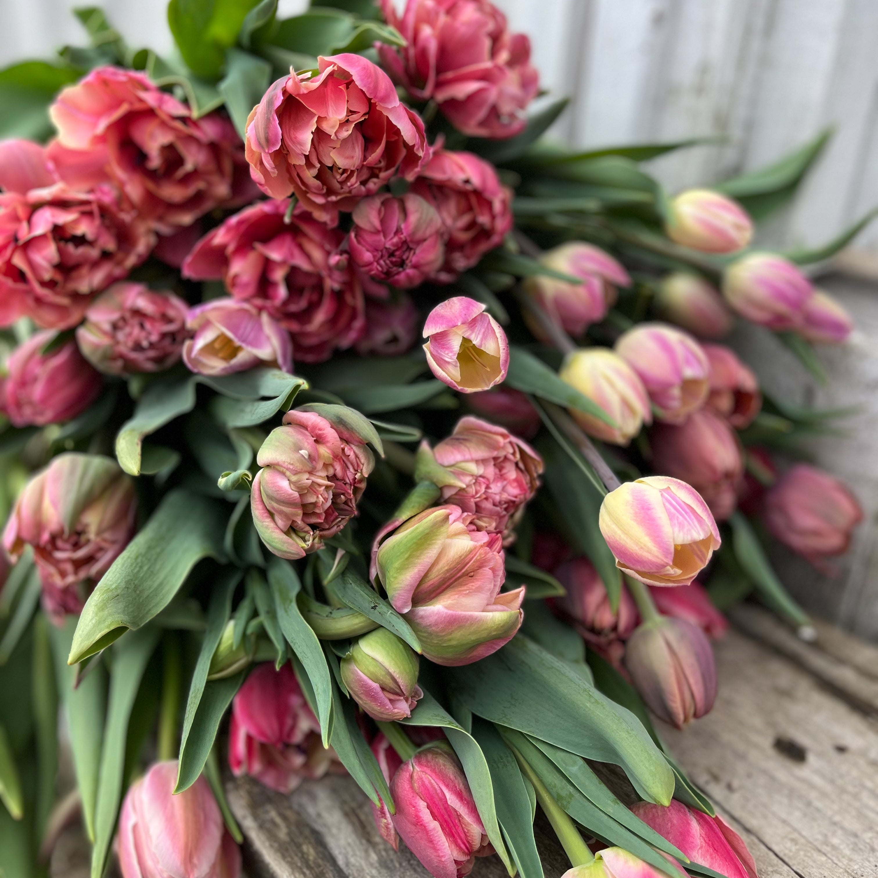 Tulip Bulb Collection
