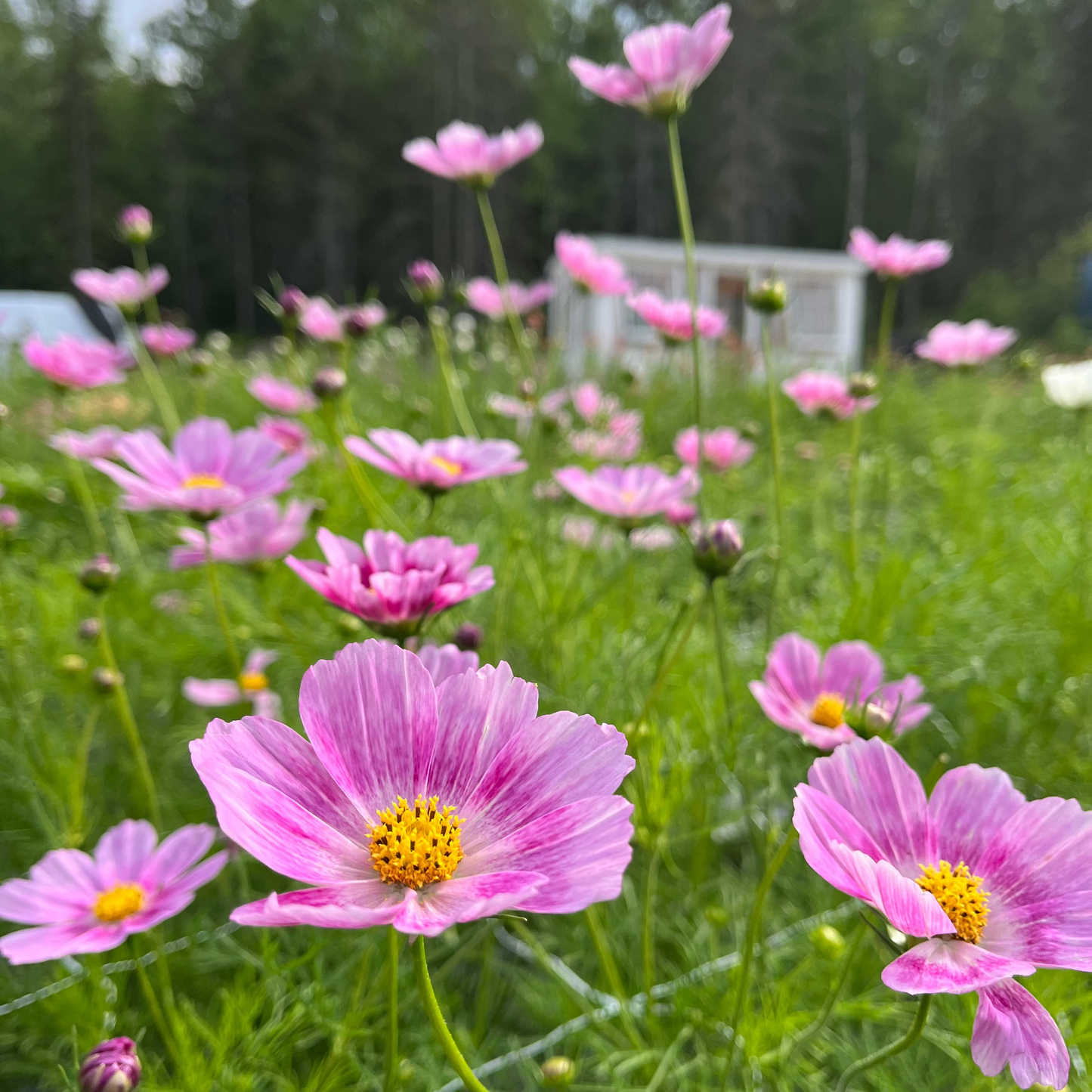 Cut-Flower Seed Collection