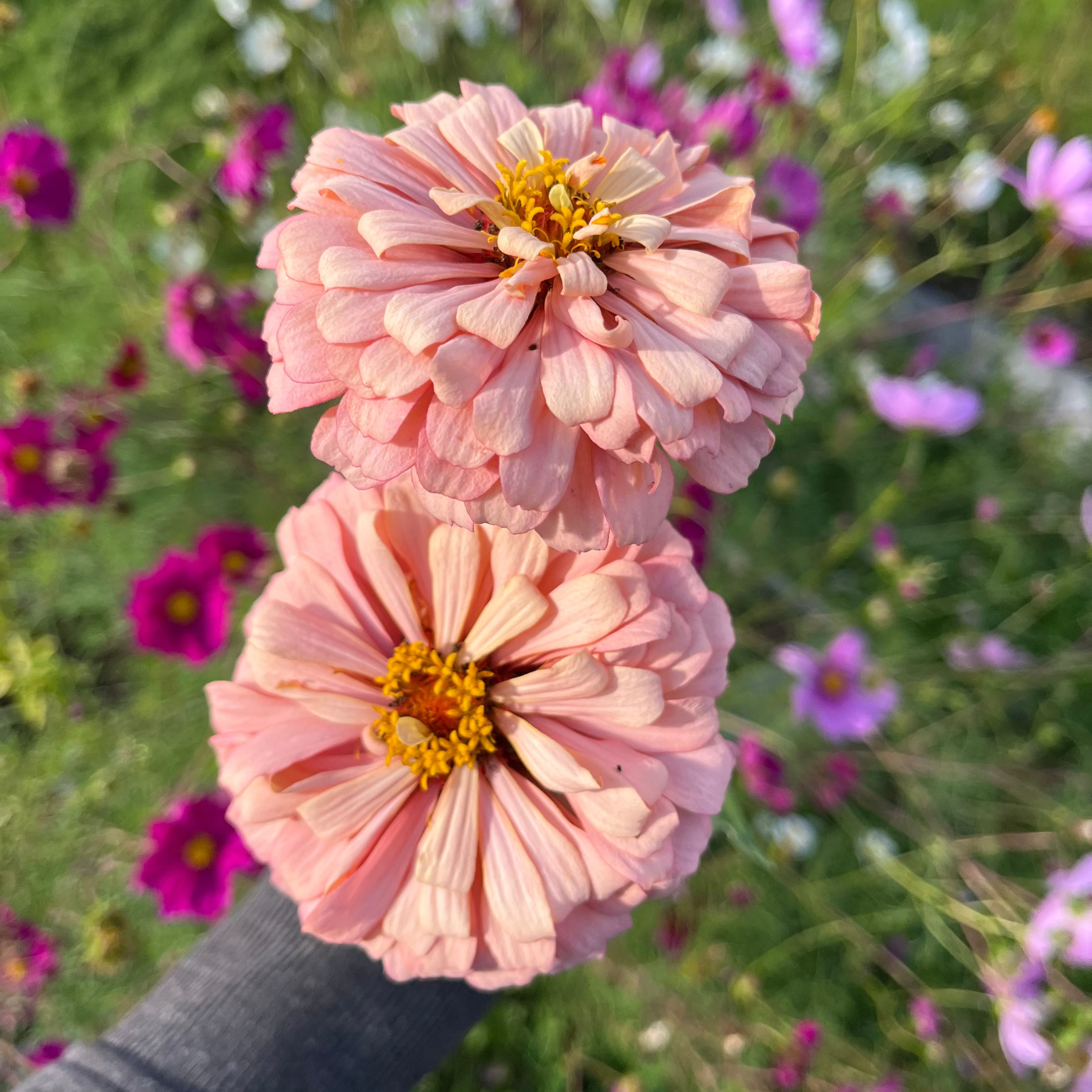 Zinnia 'Rich Pastels'